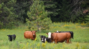 wild cows